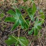 Jatropha gossypiifolia Yaprak