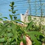 Veronicastrum virginicumBloem