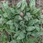 Pulmonaria saccharata Feuille