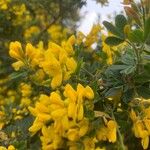 Genista monspessulana Flor