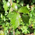 Rubus discolor برگ