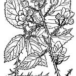 Rubus rosaceus Outro