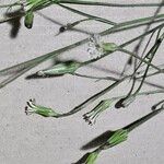 Hypochaeris albiflora Çiçek