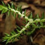 Huperzia ophioglossoides Hoja
