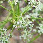 Conium maculatum Flower