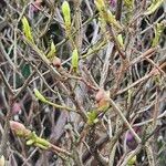 Rhododendron mucronulatum অভ্যাস