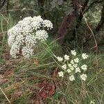 Seseli annuum Blüte