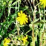 Senecio vernalis Floare