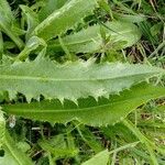 Cirsium canum Foglia