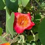 Stictocardia tiliifolia Flower