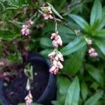 Persicaria tinctoria 花