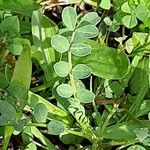 Hippocrepis biflora Likasa