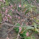 Prunus amygdalus आदत