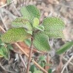 Cistus salviifolius Fuelha