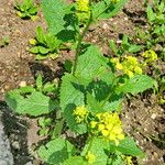 Brassica juncea आदत