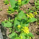 Brassica juncea Habit