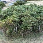 Rhododendron indicumLeaf