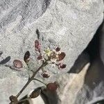 Hornungia petraea 花