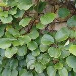 Actinidia deliciosa Hoja