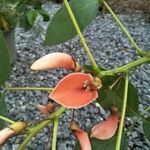 Erythrina crista-galli फूल