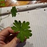 Geranium homeanum Leaf