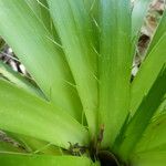 Eryngium paniculatum Лист