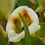 Trichodesma marsabiticum Flower