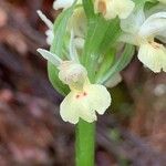 Dactylorhiza insularis Flower