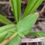 Hypericum tetrapterum Folio