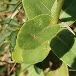 Sedum telephium Leaf