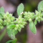 Herniaria hirsuta Fruit