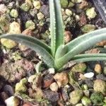 Agave polianthiflora Hábito