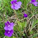 Pinguicula grandiflora Flor