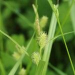 Carex aphanolepis Цвят