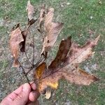 Quercus falcata Deilen
