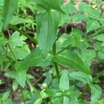 Sabatia angularis 整株植物