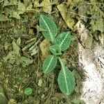 Goodyera pubescens Blatt