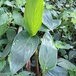 Maranta sobolifera Habit