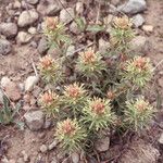 Castilleja nana Fruto