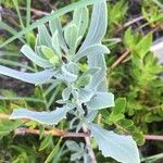 Borrichia frutescens Leaf