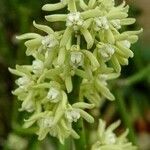 Cynanchum viminale Flor