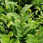 Tricyrtis formosana Leaf