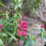 Centranthus lecoqii Blüte