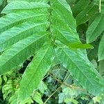 Pterocarya fraxinifoliaFolha