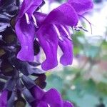 Salvia guaraniticaFlor