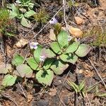 Craterostigma plantagineum Leaf