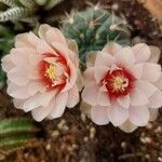 Gymnocalycium baldianum Blüte