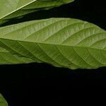 Ayenia mastatalensis Leaf