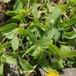 Trifolium badium Yaprak