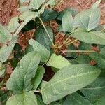 Vigna unguiculata 葉